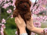 Toy Poodle Sevi̇mli̇ Yavrular Ev Üreti̇mi̇