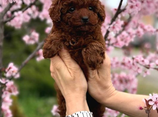 Toy Poodle Sevi̇mli̇ Yavrular Ev Üreti̇mi̇ görsel