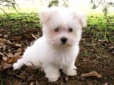 Maltese Terri̇er Ci̇nsi̇ Yavrular