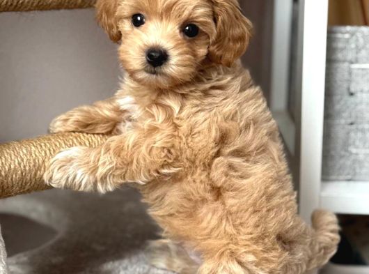 Malti̇poo Ci̇nsi̇ Yavrular Ev Üreti̇mi̇ görsel