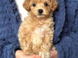 MALTİPOO CİNSİ YAVRULAR EV ÜRETİMİ