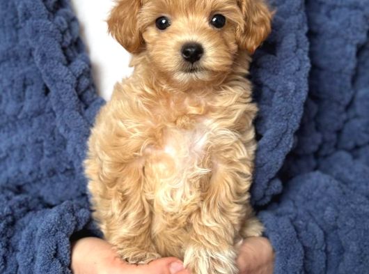 Malti̇poo Ci̇nsi̇ Yavrular Ev Üreti̇mi̇