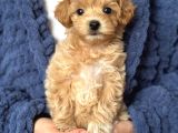 Malti̇poo Ci̇nsi̇ Yavrular Ev Üreti̇mi̇