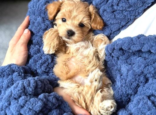 Malti̇poo Ci̇nsi̇ Yavrular Ev Üreti̇mi̇ görsel