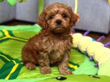 Toy Poodle Sevi̇mli̇ Yavrular Ev Üreti̇mi̇