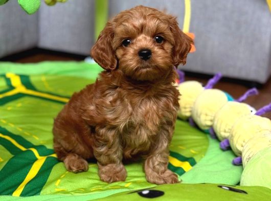 Toy Poodle Sevi̇mli̇ Yavrular Ev Üreti̇mi̇ görsel