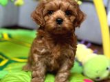 TOY POODLE SEVİMLİ YAVRULAR EV ÜRETİMİ