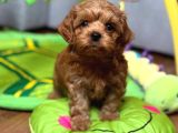 Toy Poodle Sevi̇mli̇ Yavrular Ev Üreti̇mi̇
