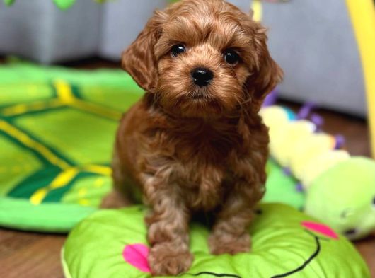 Toy Poodle Sevi̇mli̇ Yavrular Ev Üreti̇mi̇ görsel