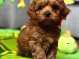 Toy Poodle Sevi̇mli̇ Yavrular Ev Üreti̇mi̇