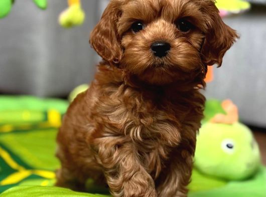 Toy Poodle Sevi̇mli̇ Yavrular Ev Üreti̇mi̇ görsel