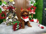 Safkan Toy Poodle Tuvalet Eğitimli
