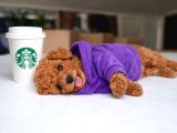 Toy Poodle Anne Altından Irk Ve Sağlık Garantili Bebekler