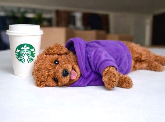 Toy Poodle Anne Altından Irk Ve Sağlık Garantili Bebekler görsel