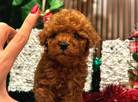 Her bütçeye uygun her reng poodle burada