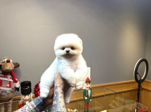 Orjinal Pomeranian Boo Miss Turkey görsel