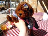 Toy Poodle Kore Kan Yavrumuz Kg Garantili