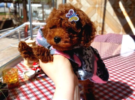 Toy Poodle Kore Kan Yavrumuz Kg Garantili görsel