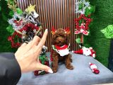 Safkan Toy Poodle Tuvalet Eğitimli