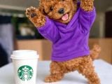 Toy Poodle Anne Altından Irk Ve Sağlık Garantili Bebekler