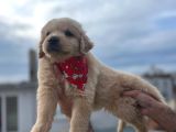 A Kali̇te Babby Face Golden Bebekler