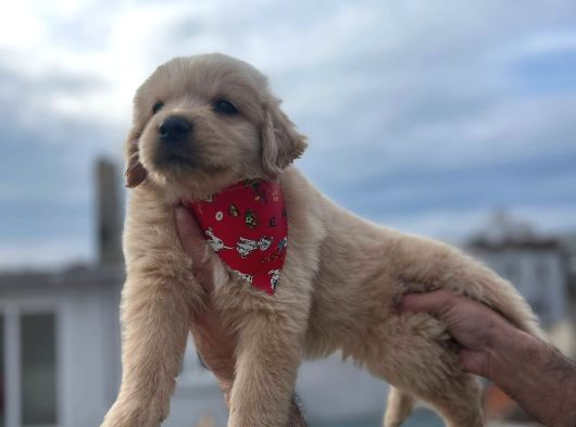 A Kali̇te Babby Face Golden Bebekler görsel