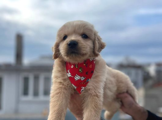 A Kali̇te Babby Face Golden Bebekler görsel