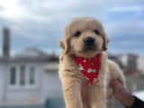 A Kali̇te Babby Face Golden Bebekler