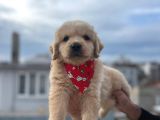 A KALİTE BABBY FACE GOLDEN BEBEKLER