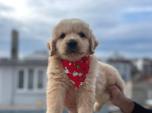 A Kali̇te Babby Face Golden Bebekler