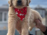 A Kali̇te Babby Face Golden Bebekler