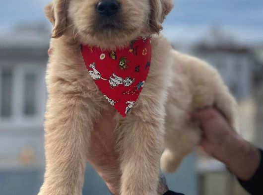 A Kali̇te Babby Face Golden Bebekler görsel