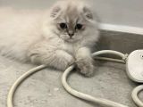 Scottish Fold Yavrular