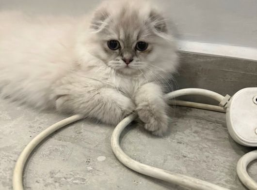 Scottish Fold Yavrular görsel