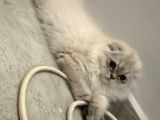 Scottish Fold Yavrular
