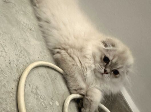 Scottish Fold Yavrular görsel