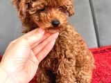 Red Brown Poodle Erkek Yavru