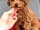 Red Brown Poodle Erkek Yavru
