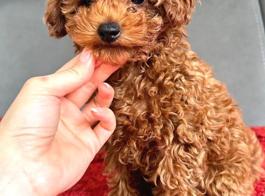 Red Brown Poodle Erkek Yavru görsel