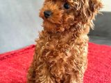 Red brown poodle Erkek yavru