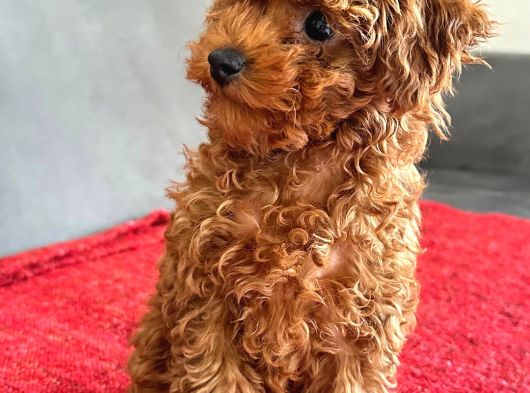 Red Brown Poodle Erkek Yavru