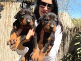 Doberman yavrularım sağlık ve ırk garantilidir
