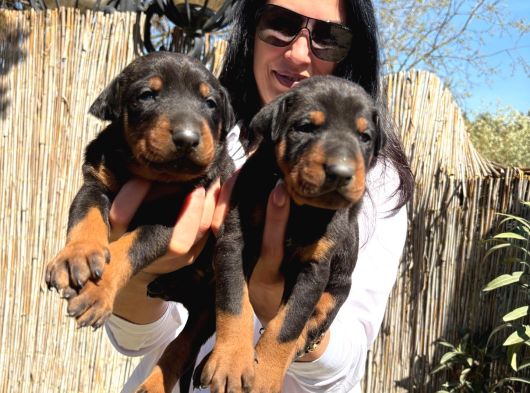 Doberman Yavrularım Sağlık Ve Irk Garantilidir