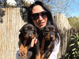 Doberman Yavrularım Sağlık Ve Irk Garantilidir