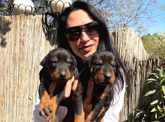 Doberman Yavrularım Sağlık Ve Irk Garantilidir görsel