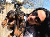Doberman Yavrularım Sağlık Ve Irk Garantilidir
