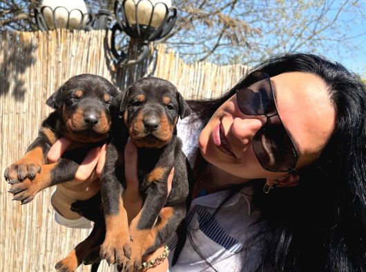 Doberman Yavrularım Sağlık Ve Irk Garantilidir görsel
