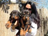 Doberman Yavrularım Sağlık Ve Irk Garantilidir