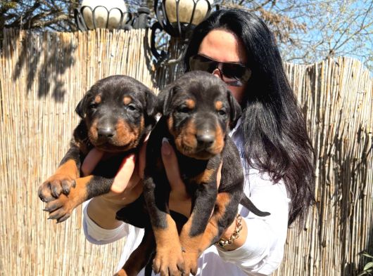 Doberman Yavrularım Sağlık Ve Irk Garantilidir görsel