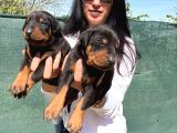 Doberman Yavrularım Sağlık Ve Irk Garantilidir